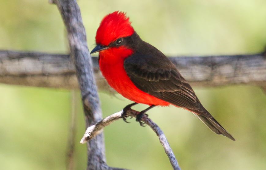 black and red cardinal spiritual meaning islam
