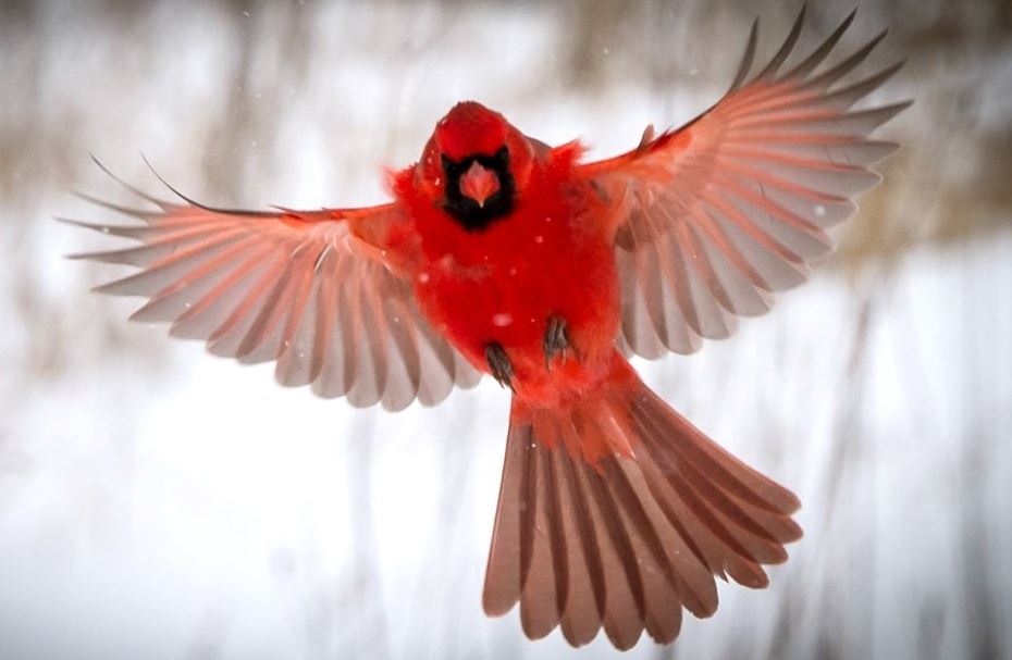 what does seeing a red cardinal mean