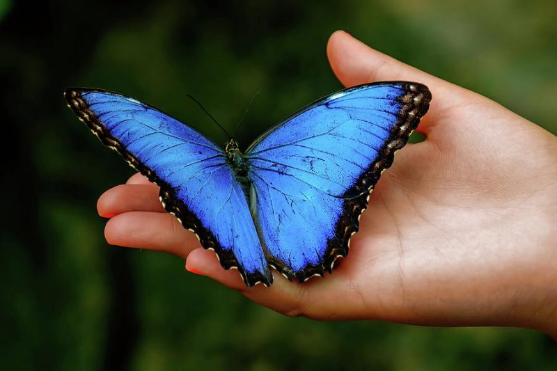 Blue butterfly spiritual meaning