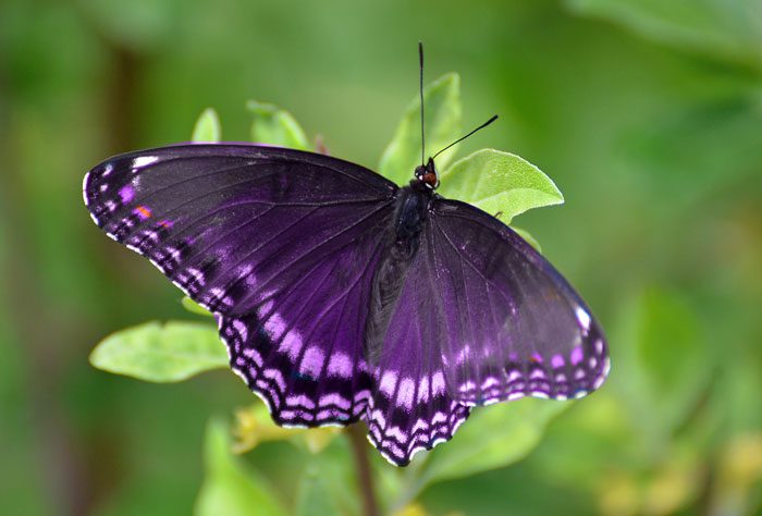 Purple butterfly spiritual Meaning
