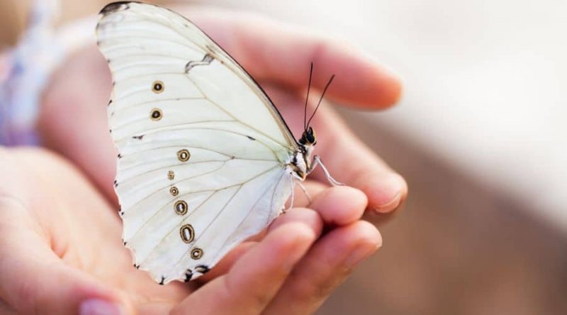 White Butterfly Spiritual Meaning