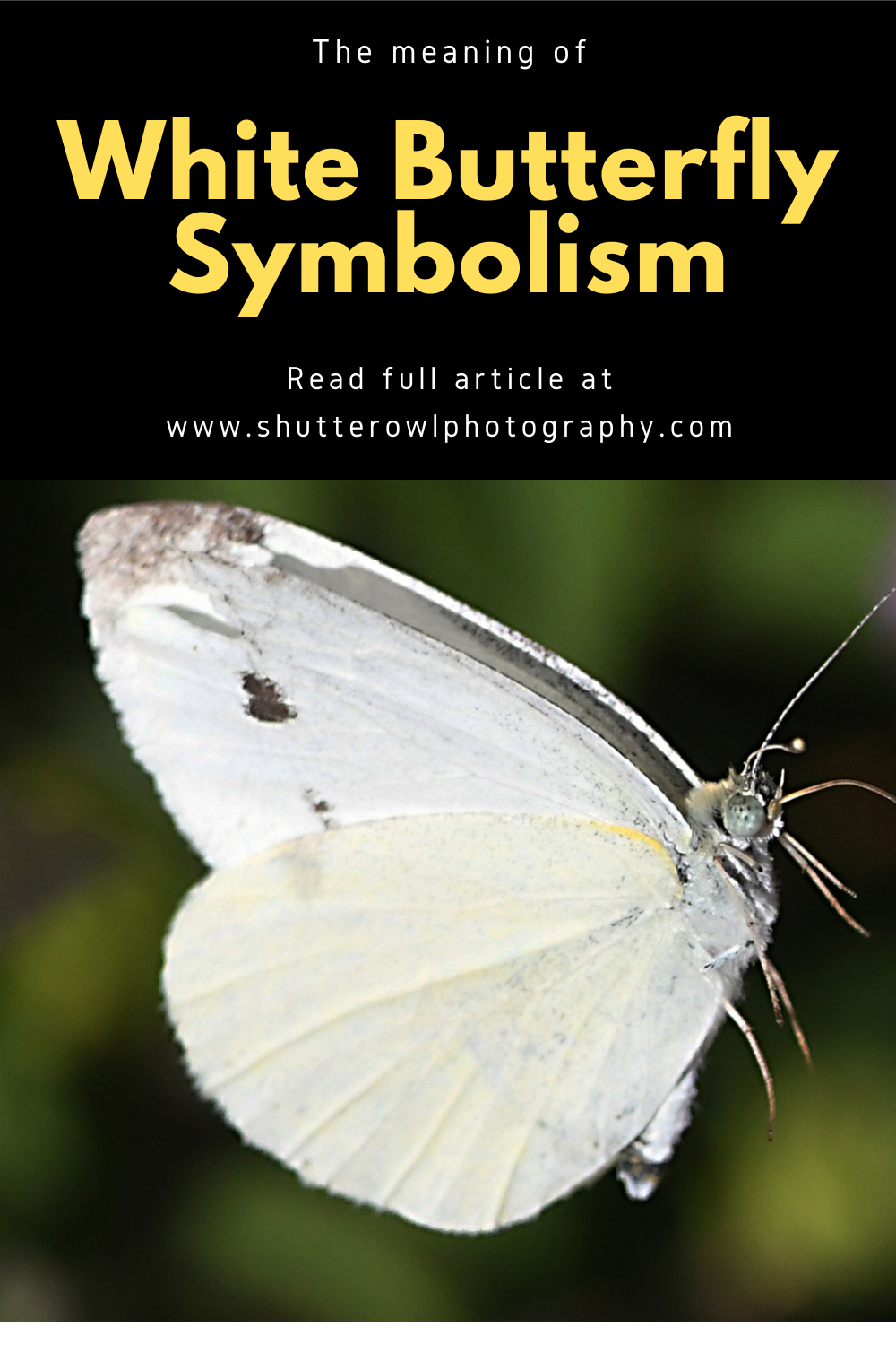 white butterfly symbolism meaning