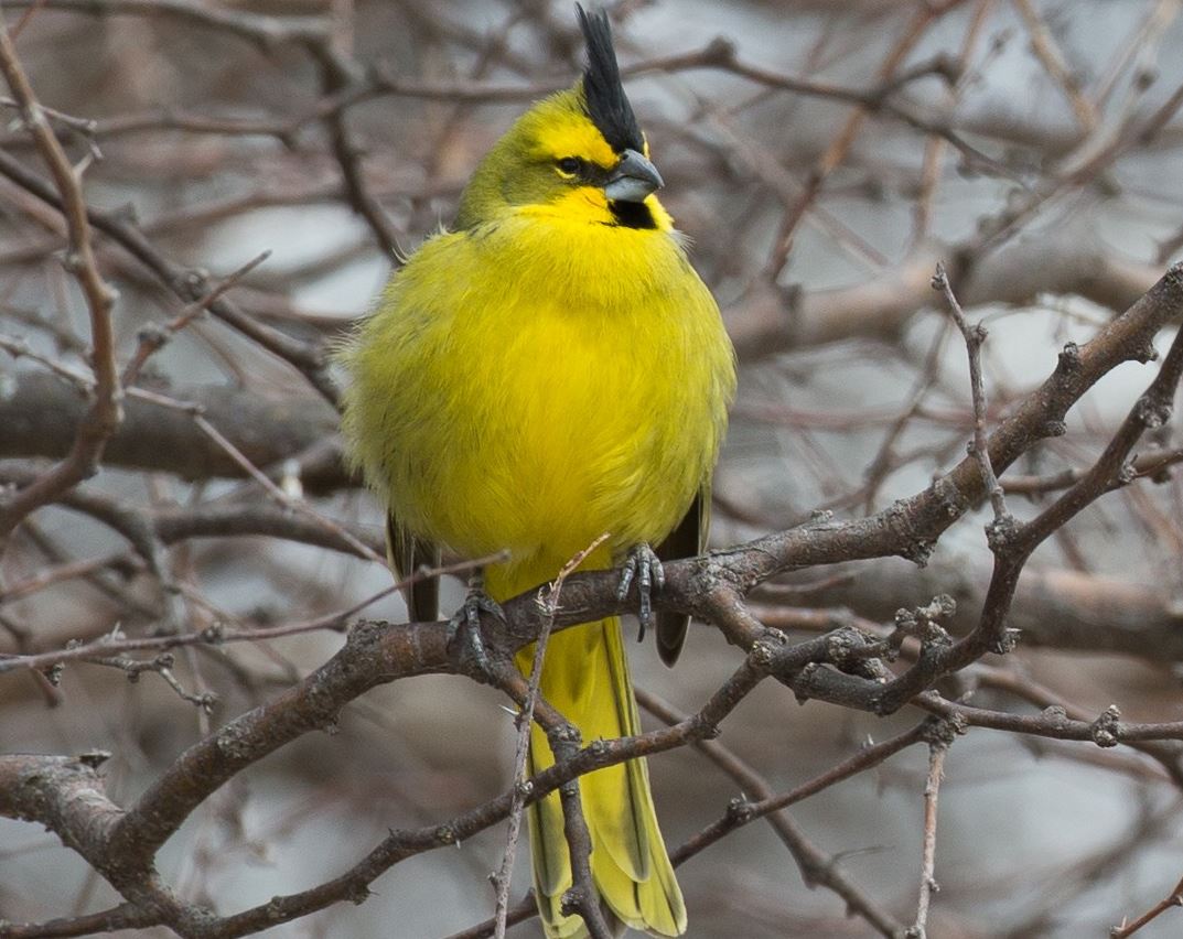 what does a yellow cardinal symbolize