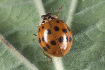 brown and black ladybug meaning