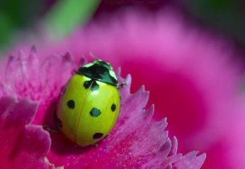 What does it mean when you see a green ladybug?