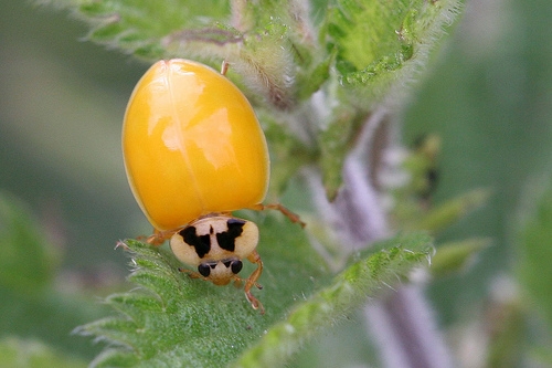 what does it mean to see a ladybug without spots