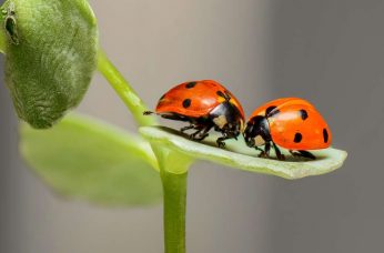 orange and black ladybug spiritual meaning