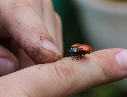 what is the significance of a ladybug landing on you