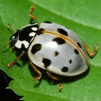 white ladybug with black spots
