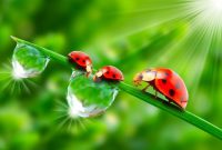 What's The Spiritual Meaning of a Ladybug?