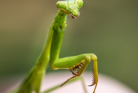 praying mantis mean